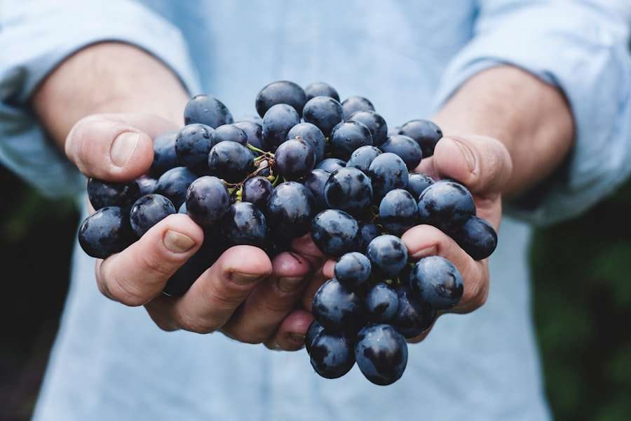 Der Food Fotograf - Eine Person in einem hellblauen Hemd hält eine große Traube dunkelvioletter Weintrauben in beiden Händen.