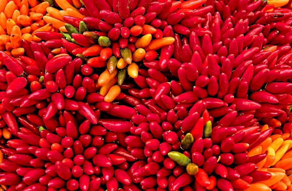 Eine farbenfrohe Nahaufnahme zahlreicher roter, orangefarbener und grüner Chilischoten, die dicht beieinander liegen.